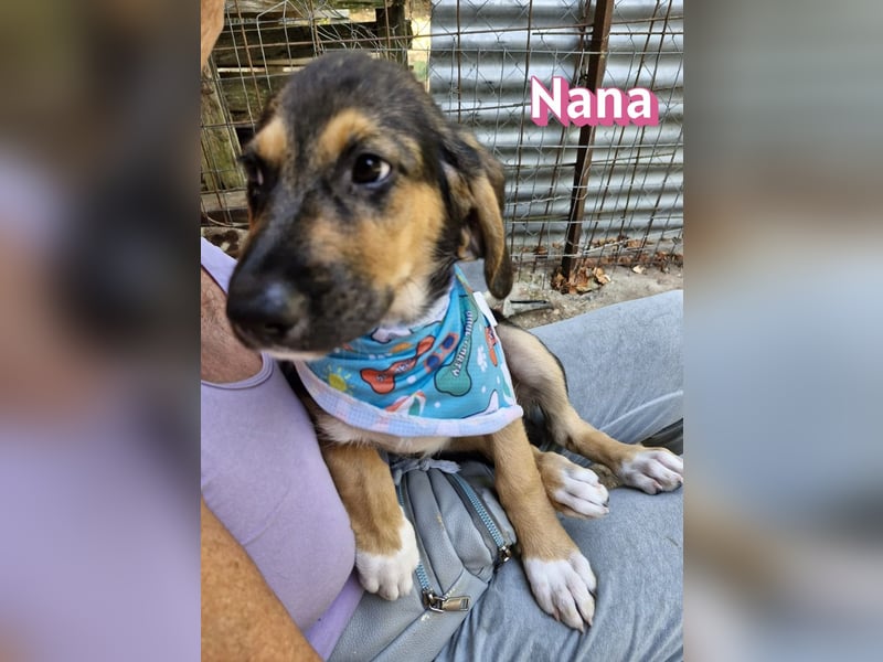 Nana, 04/26 - sucht ein liebevolles Zuhause