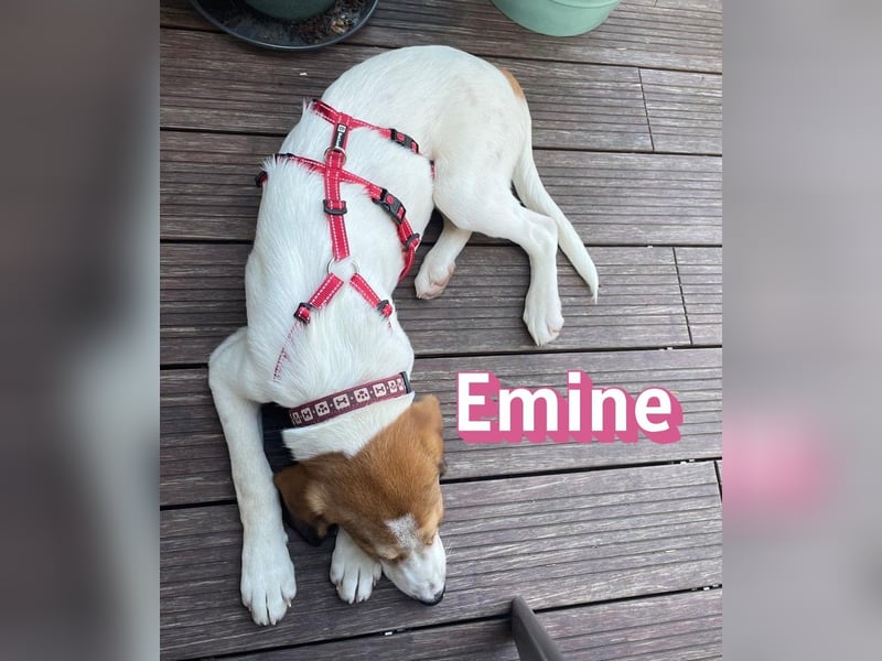 Emine, 03/26 - aufgewecktes Mädel wartet in 40723 Hilden