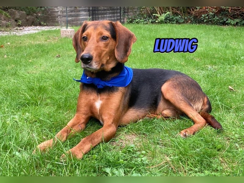 Ludwig, 12/20 - wartet in 41236 Mönchengladbach