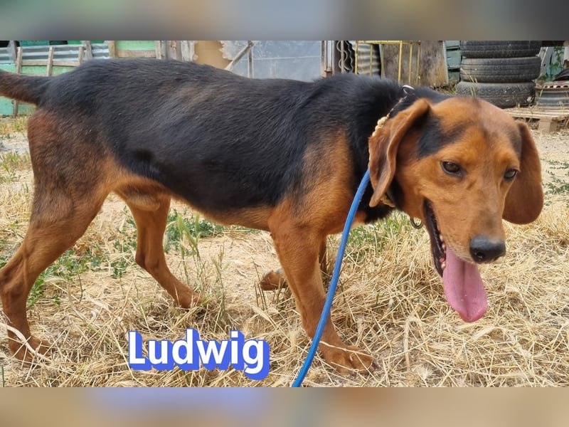 Ludwig, 12/20 - wartet in 41236 Mönchengladbach