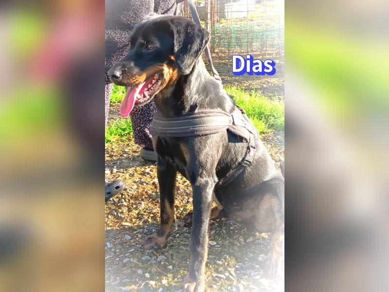 Dias, 03/25 - Traumhund sucht Familie!