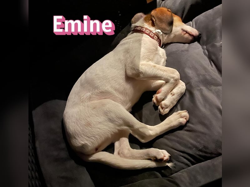 Emine, 03/26 - aufgewecktes Mädel wartet in 40723 Hilden