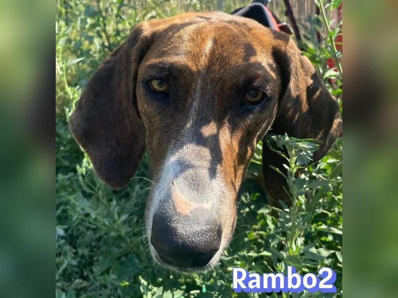 Rambo2, 06/25 - ein Kämpfer mit einem Herz aus Gold