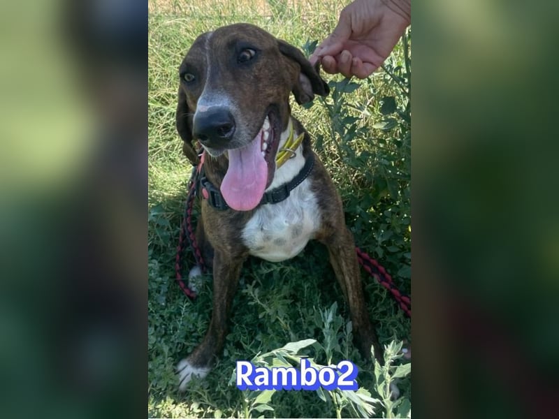 Rambo2, 06/25 - ein Kämpfer mit einem Herz aus Gold