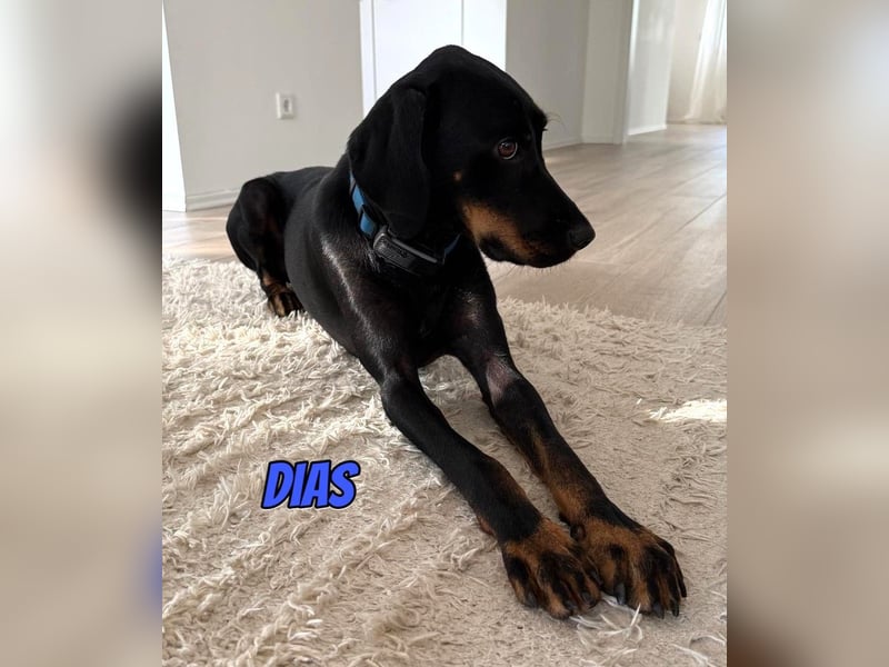 Dias, 03/25 - Traumhund sucht Familie!