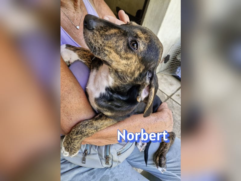 Norbert, 04/26 - sucht ein behütetes Zuhause