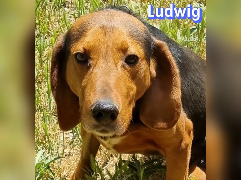 Ludwig, 12/20 - wartet in 41236 Mönchengladbach