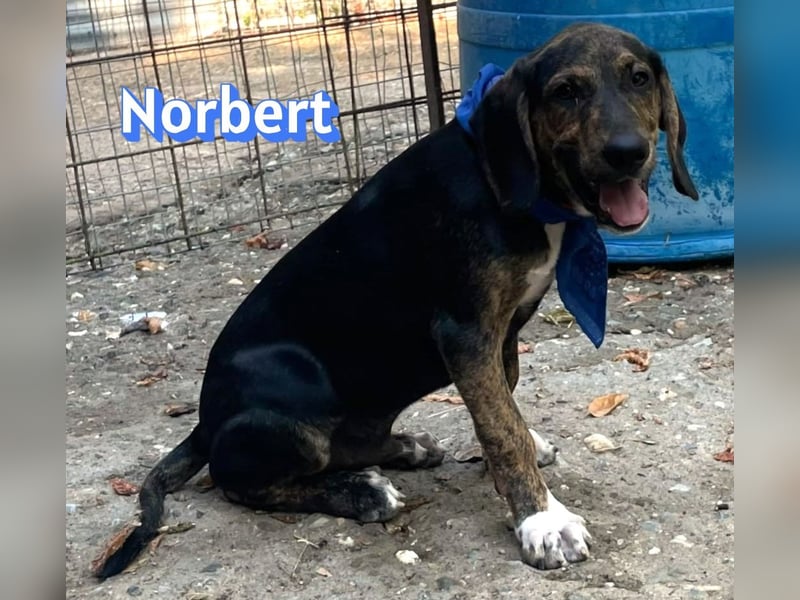 Norbert, 04/26 - sucht ein behütetes Zuhause