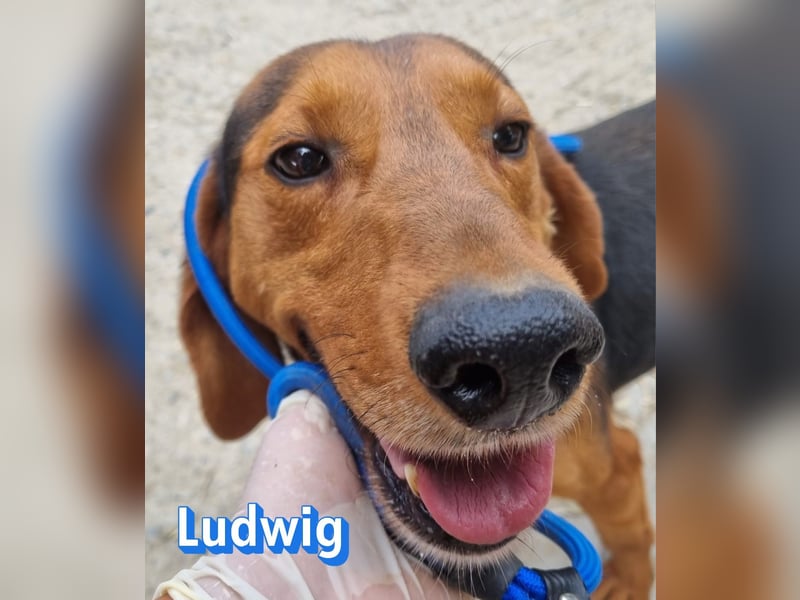 Ludwig, 12/20 - hofft auf eine 2te Chance