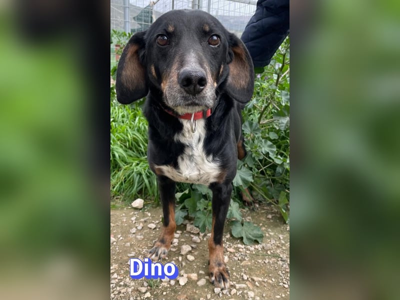 Dino, 01/24 - treues Schlappohr sucht Familie