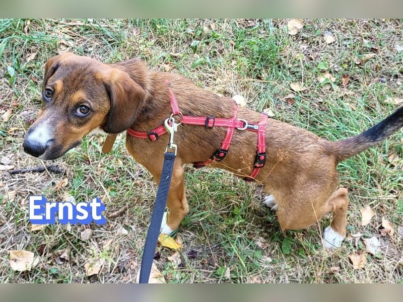 Ernst, 03/26 - drolliger Bub sucht Familie