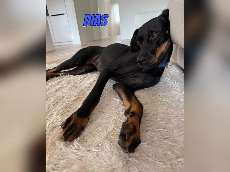 Dias, 03/25 - Traumhund sucht Familie!
