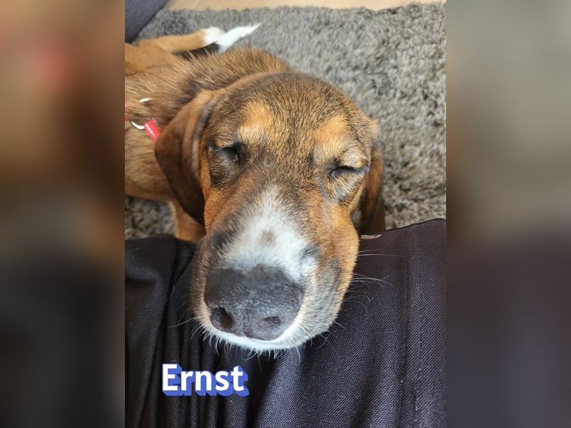 Ernst, 03/26 - drolliger Bub sucht Familie