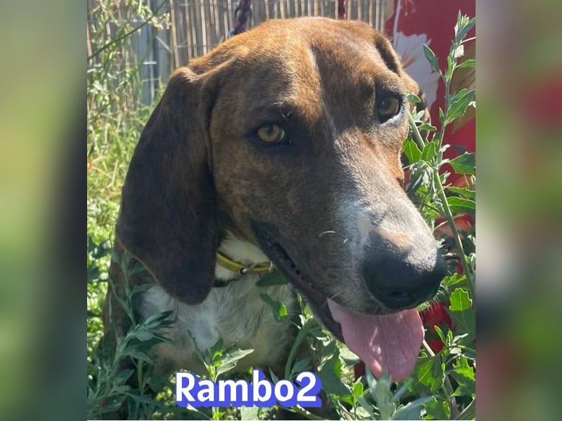 Rambo2, 06/25 - ein Kämpfer mit einem Herz aus Gold