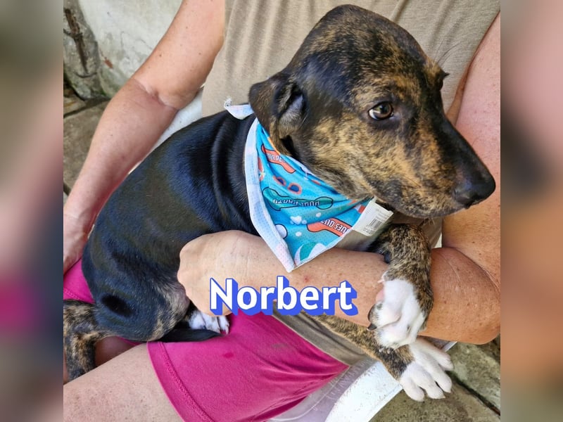 Norbert, 04/26 - sucht ein behütetes Zuhause