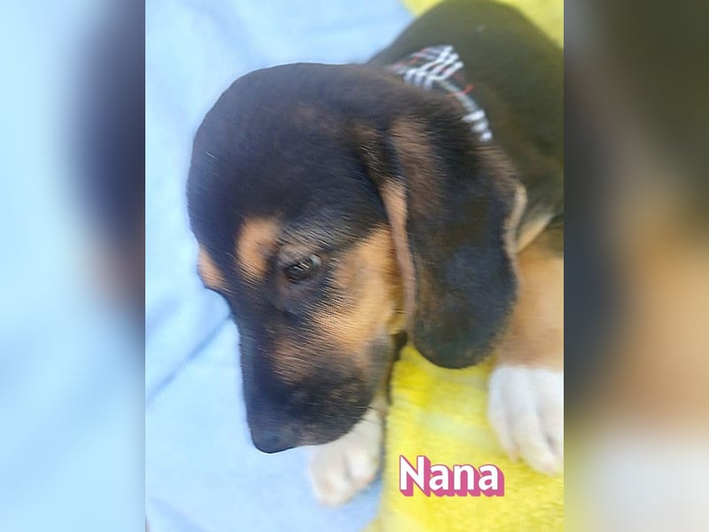 Nana, 04/26 - sucht ein liebevolles Zuhause