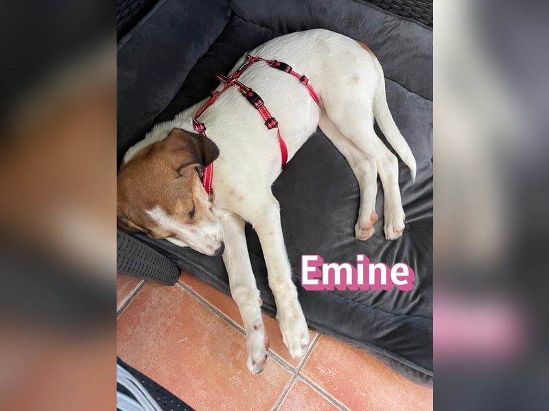 Emine, 03/26 - aufgewecktes Mädel wartet in 40723 Hilden