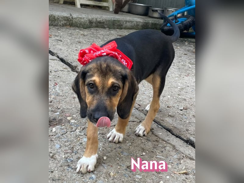 Nana, 04/26 - sucht ein liebevolles Zuhause