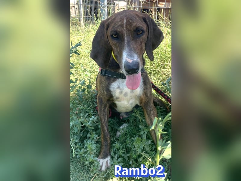 Rambo2, 06/25 - ein Kämpfer mit einem Herz aus Gold