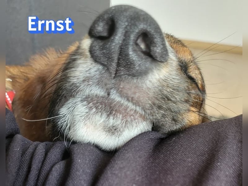 Ernst, 03/26 - drolliger Bub sucht Familie