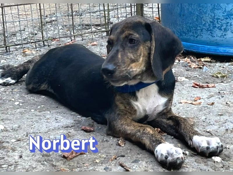 Norbert, 04/26 - sucht ein behütetes Zuhause