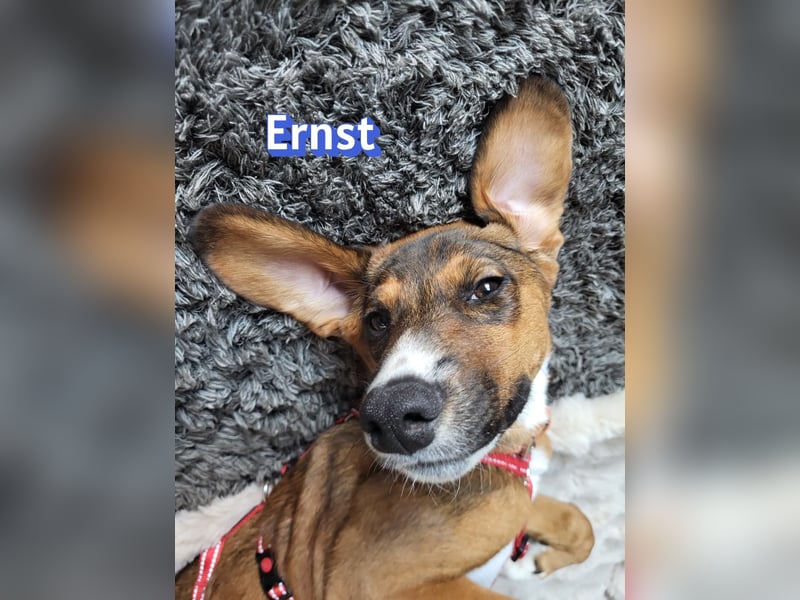 Ernst, 03/26 - drolliger Bub sucht Familie