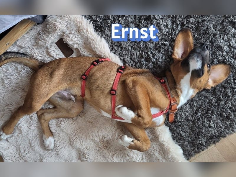 Ernst, 03/26 - drolliger Bub sucht Familie
