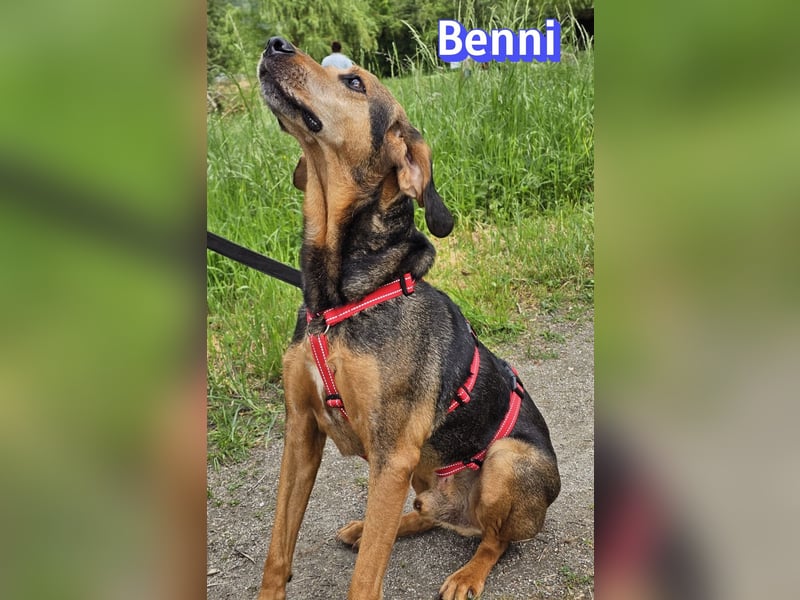 Benni, 04/17 - ruhiger Senior sucht wegen Krankheit ein neues Zuhause