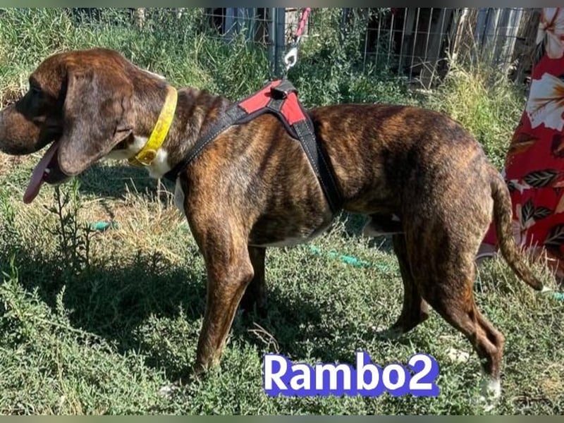 Rambo2, 06/25 - ein Kämpfer mit einem Herz aus Gold