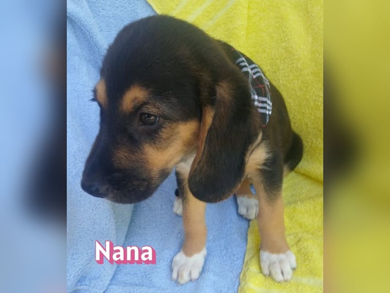 Nana, 04/26 - sucht ein liebevolles Zuhause