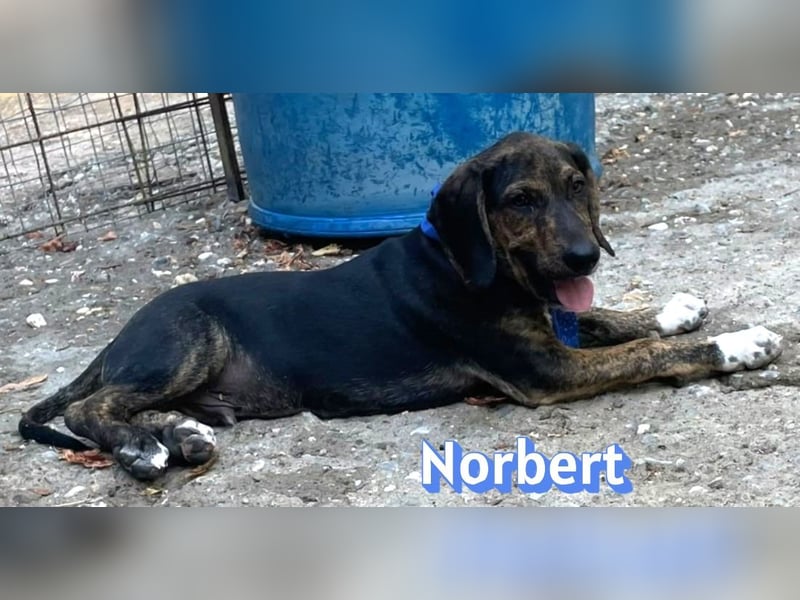 Norbert, 04/26 - sucht ein behütetes Zuhause