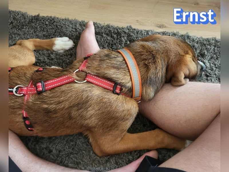 Ernst, 03/26 - drolliger Bub sucht Familie