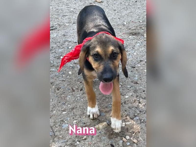 Nana, 04/26 - sucht ein liebevolles Zuhause