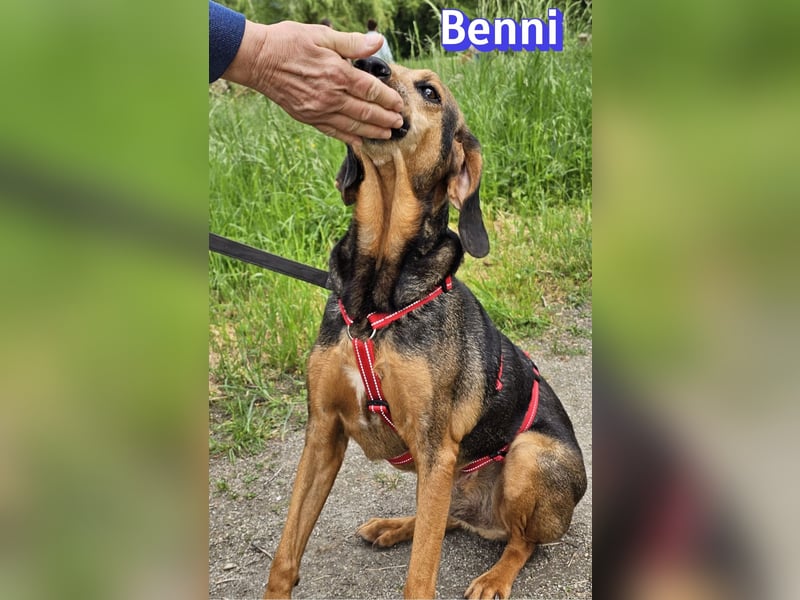 Benni, 04/17 - ruhiger Senior sucht wegen Krankheit ein neues Zuhause