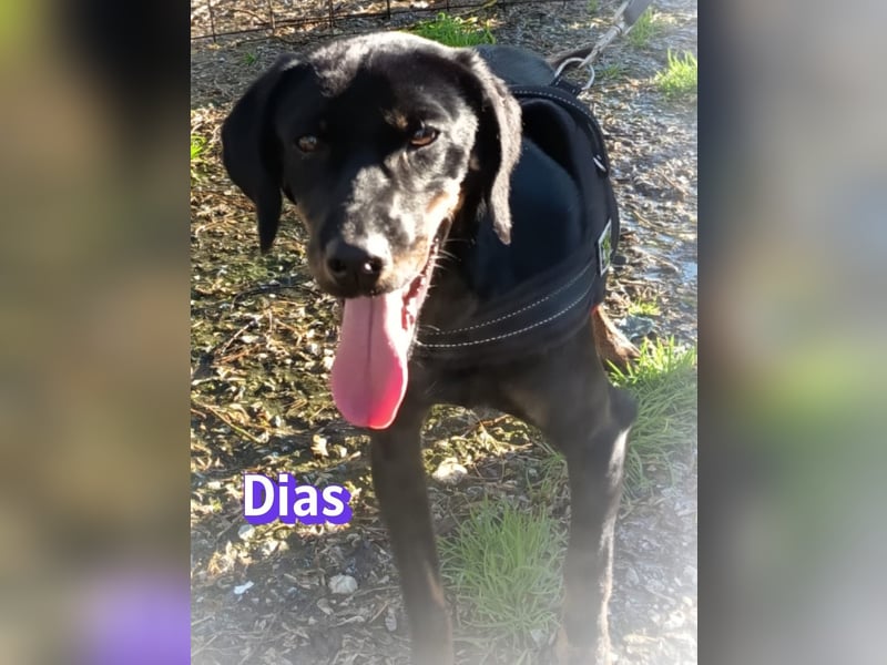 Dias, 03/25 - Traumhund sucht Familie!