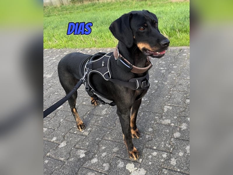 Dias, 03/25 - Traumhund sucht Familie!