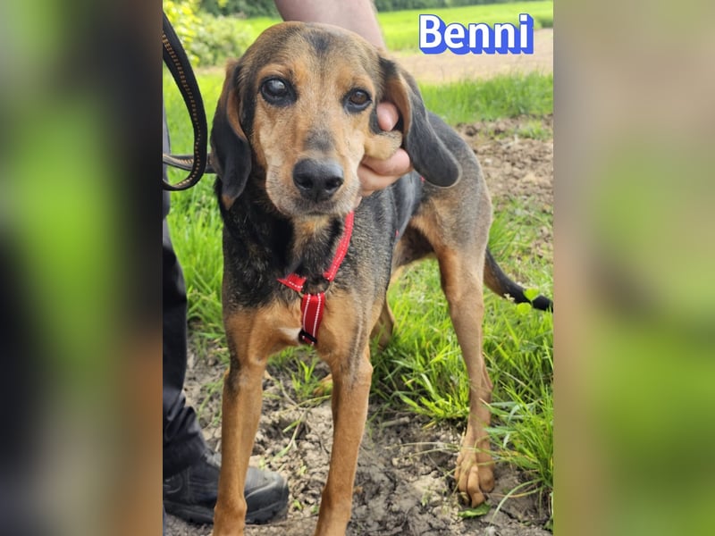 Benni, 04/17 - ruhiger Senior sucht wegen Krankheit ein neues Zuhause