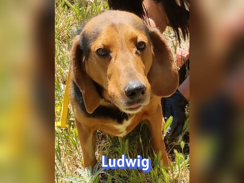 Ludwig, 12/20 - wartet in 41236 Mönchengladbach