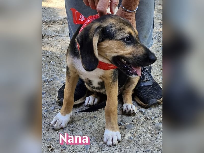 Nana, 04/26 - sucht ein liebevolles Zuhause