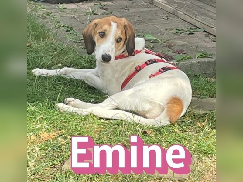 Emine, 03/26 - aufgewecktes Mädel wartet in 40723 Hilden