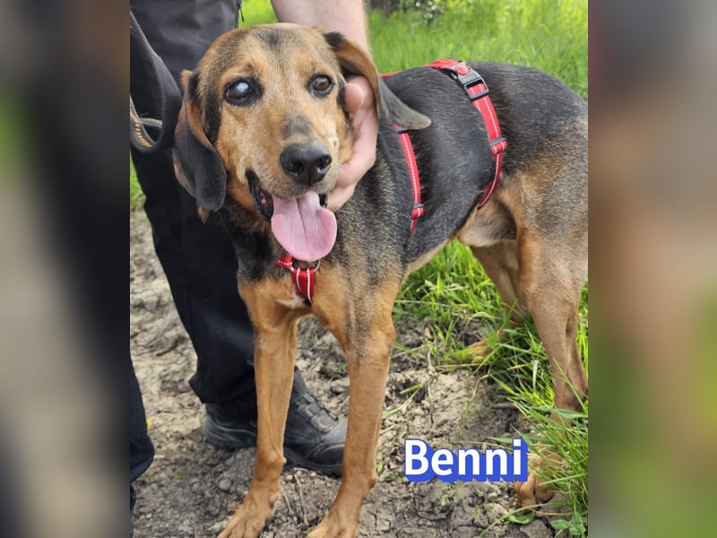 Benni, 04/17 - ruhiger Senior sucht wegen Krankheit ein neues Zuhause