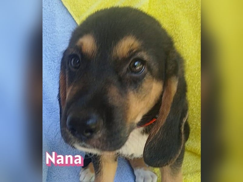 Nana, 04/26 - sucht ein liebevolles Zuhause