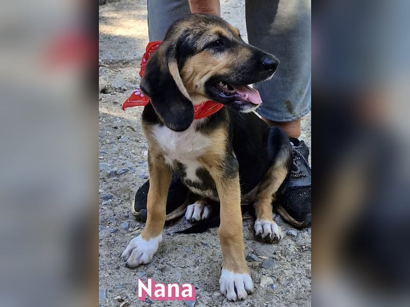 Nana, 04/26 - sucht ein liebevolles Zuhause