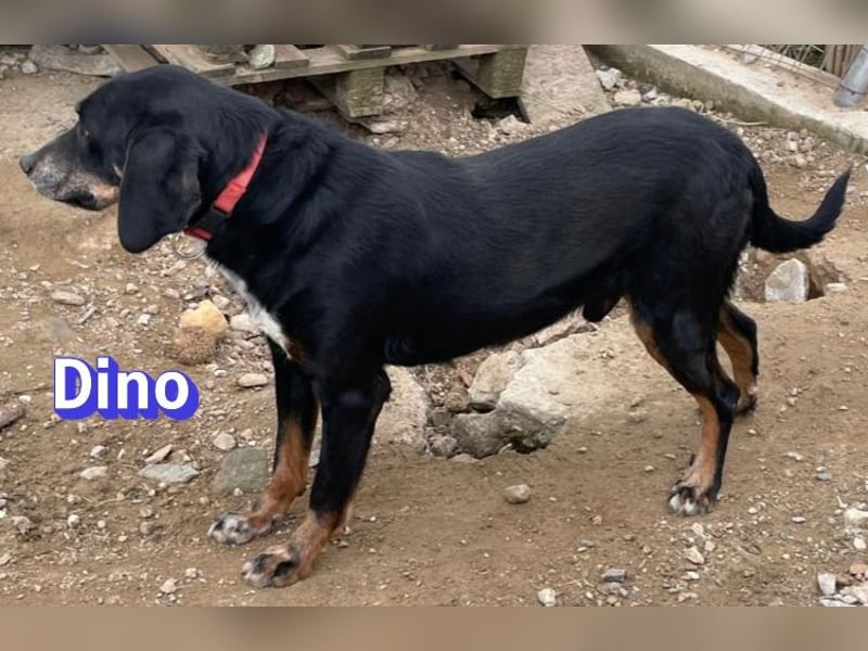 Dino, 01/24 - treues Schlappohr sucht Familie