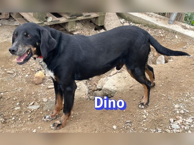 Dino, 01/24 - treues Schlappohr sucht Familie