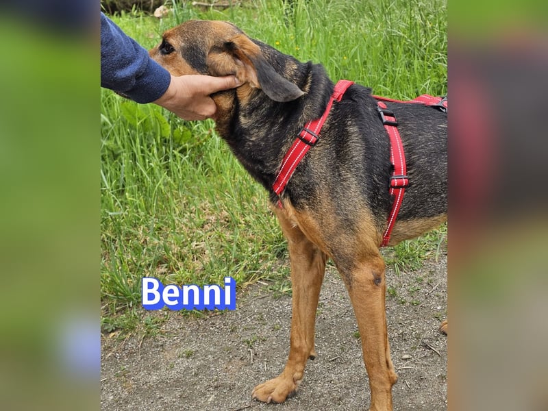 Benni, 04/17 - ruhiger Senior sucht wegen Krankheit ein neues Zuhause