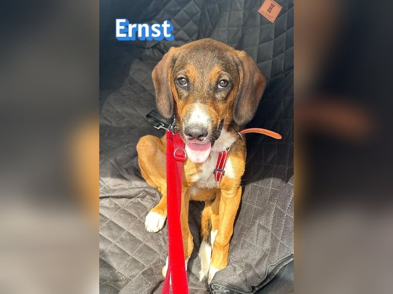 Ernst, 03/26 - drolliger Bub sucht Familie