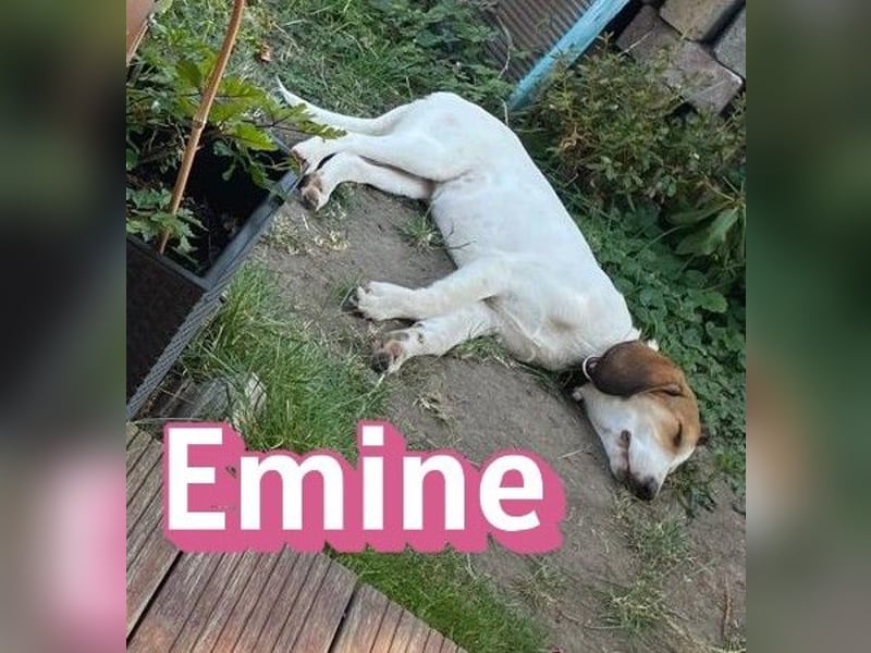 Emine, 03/26 - aufgewecktes Mädel wartet in 40723 Hilden