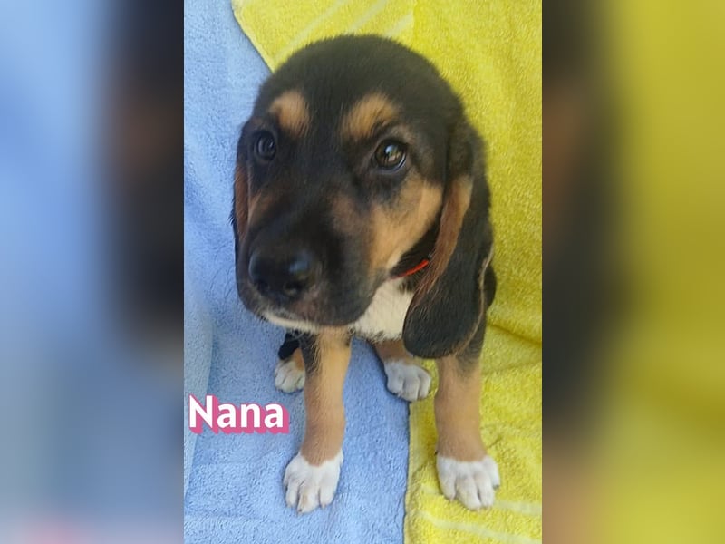 Nana, 04/26 - sucht ein liebevolles Zuhause