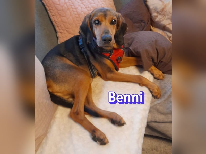 Benni, 04/17 - ruhiger Senior sucht wegen Krankheit ein neues Zuhause